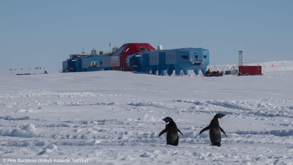 penguins by the halley vi research station in Antarctica